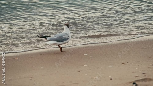 Close up video of little seagull hunting fish near beach. photo