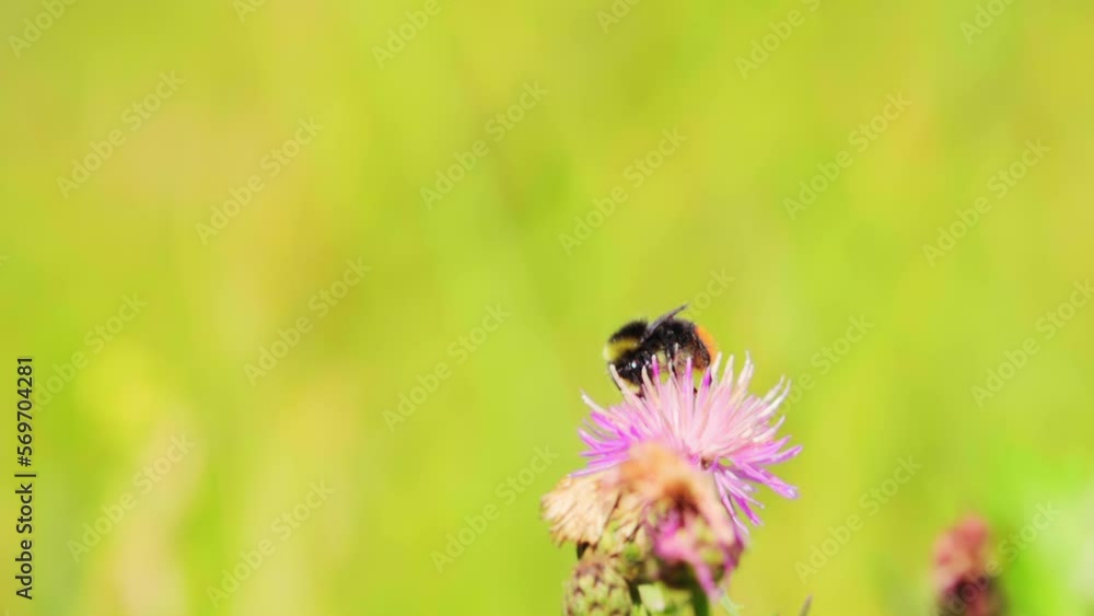 Hairy bumblebee collects nectar from a flower and then flies away, slow motion 500p Hairy bumblebee collects nectar from a flower and then flies away, slow motion 500p