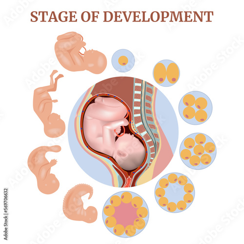 Stages of pregnancy. Stages of development of a fertilized egg and fetal development. Pregnant woman in longitudinal section. Vector illustration