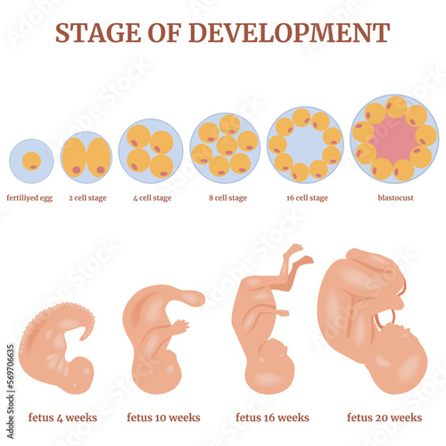 Fertilization. Developmental stages of the egg and fetus. Medical poster. Vector illustration