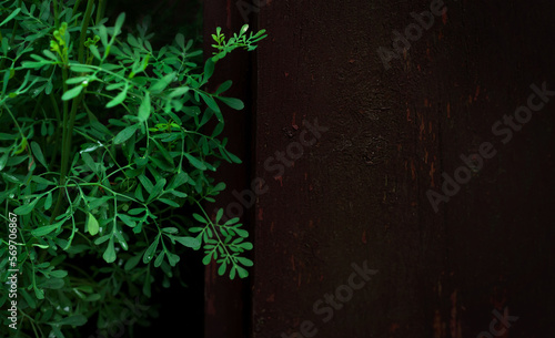 Ruta Graveolens (grass of grace) close up. Bluish green. Warm colored wooden space. Blurred dark background. Copy space. Vignette