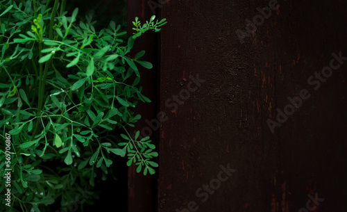 Ruta Graveolens (grass of grace) close up. Bluish green. Warm colored wooden space. Blurred dark background. Copy space. Vignette photo