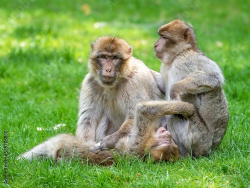Barbary macaque © mark