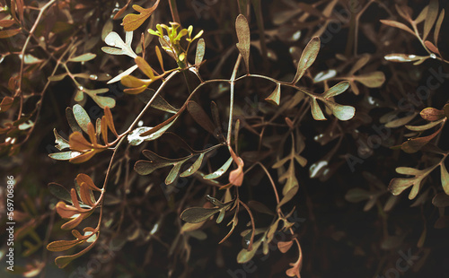 Ruta Graveolens (herb of grace) close up. Sepia. Blurred background photo