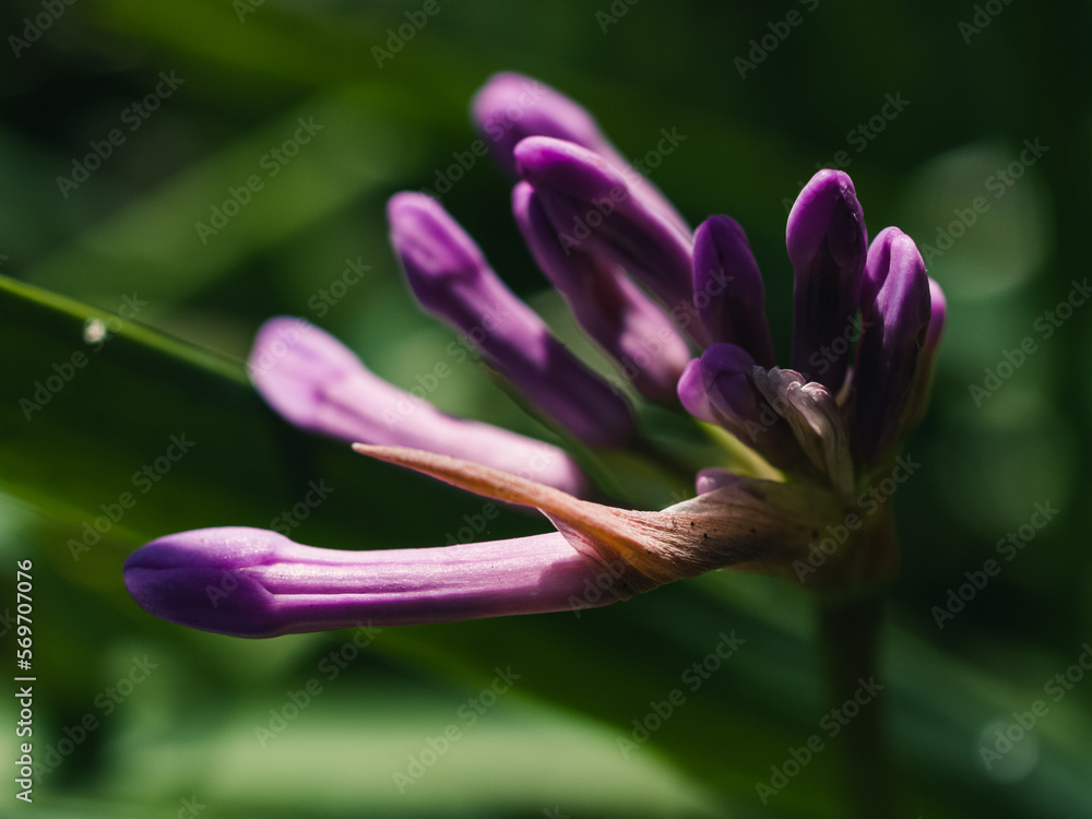 close up of a flower