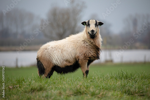 Sheep on dike  Aijen  Gemeente Bergen  Limburg in the Netherlands. River Maas in the background