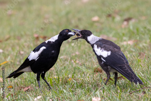 Australian Magpie feeding fledgling chick