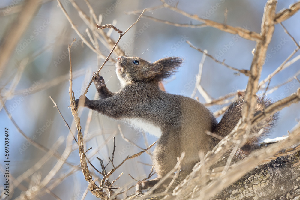 Fototapeta premium 木の上のリス