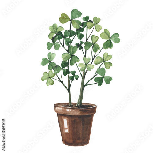 Watercolor hand-drawn illustration of clover plant in ceramic brown pot. Botanical art isolated on white.