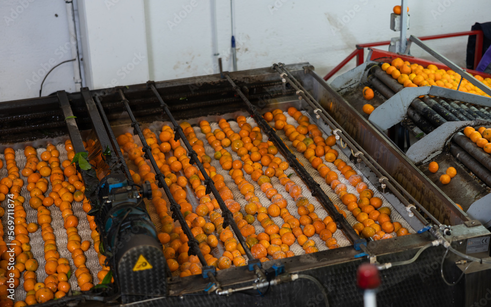 Process of cleaning citrus fruits in sorting factory. Freshly harvested ripe tangerines going through washer machine with soft roller brushes thoroughly washing skin with foam detergent..