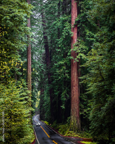 Avenue of the Giants Drive