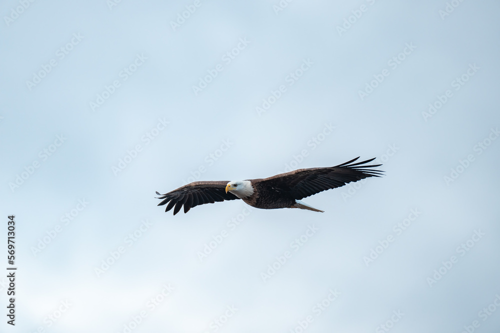 Adult Bald Eagle in Flight against a blue sky Adult Bald Eagle in Flight against a blue sky