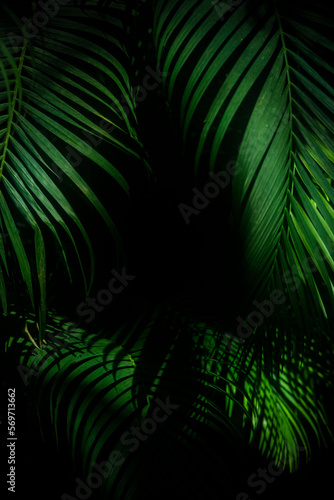 Palm Tree foliage background