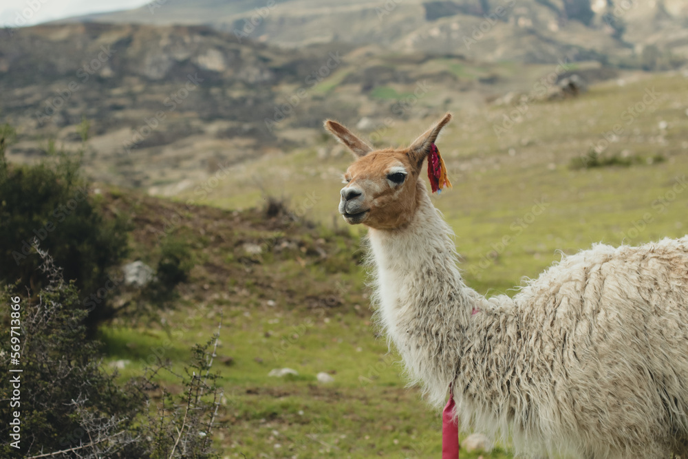 Portrait of llama in a green valley in the Andes Mountains in Peru. Concept of mountain animals (South America).