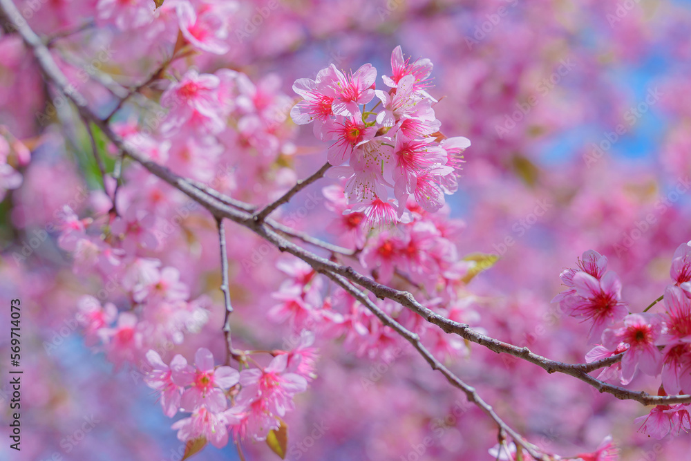 Beautiful Wild Himalayan, Cherry pink blossom Sakura flowers, or Prunus Cerasoides full bloom in the natural forest in high mountain area in winter of Northern Thailand. Beautiful Wild Himalayan, Cherry pink blossom Sakura flowers, or Prunus Cerasoides full bloom in the natural forest in high mountain area in winter of Northern Thailand.
