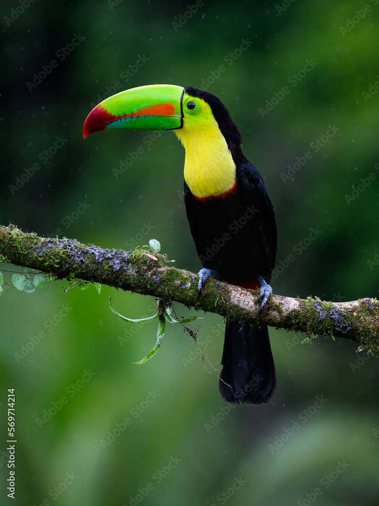 Keel-billed Toucan portrait on mossy stick and rainy day against dark green background Keel-billed Toucan portrait on mossy stick and rainy day against dark green background