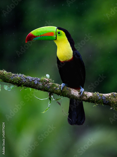 Keel-billed Toucan portrait on mossy stick and rainy day against dark green background © FotoRequest