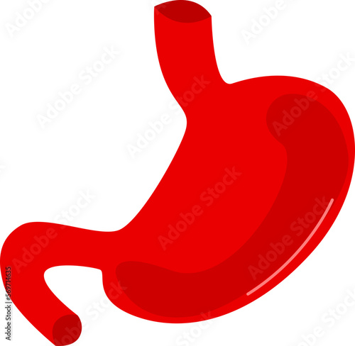 Stomach Illustration