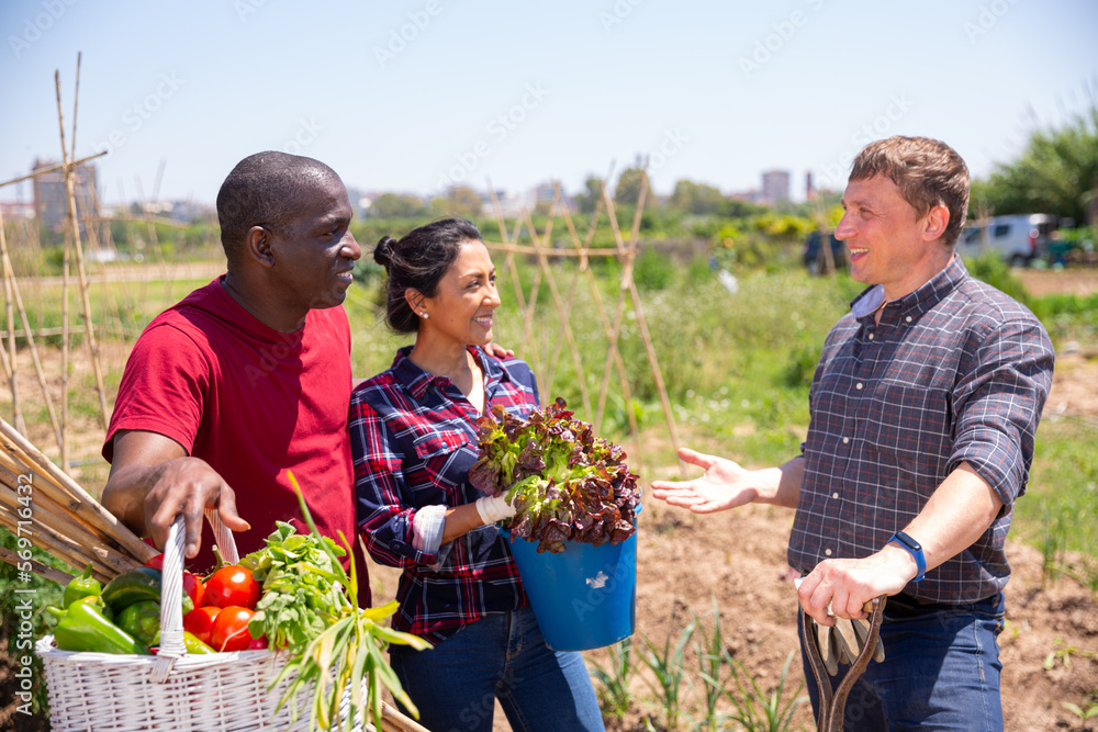 Obraz premium Communication of happy farmers after harvesting vegetables on the field