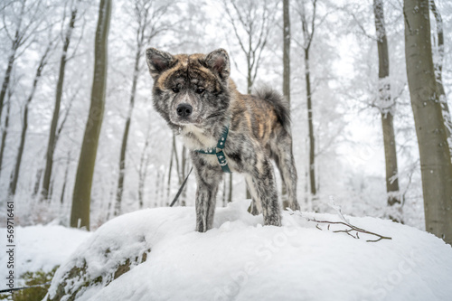 Cute Akita Inu Dog with gray fur standing on a rock in the forest during winter with lots of snow © Bildgigant