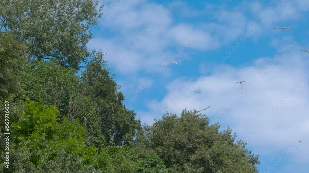 Seagulls fly over the forest. Seagulls fly over the forest.