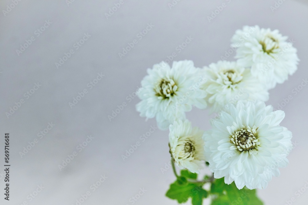 仏花として活けられた灰色の背景に白い菊の花 仏花として活けられた灰色の背景に白い菊の花