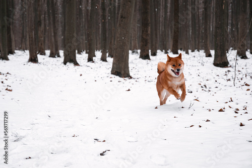 Red dog in the winter woods. Running in the snow. Shiba inu walking in the woods. Dog in the wild. Ginger puppy looks like a fox. © Julli