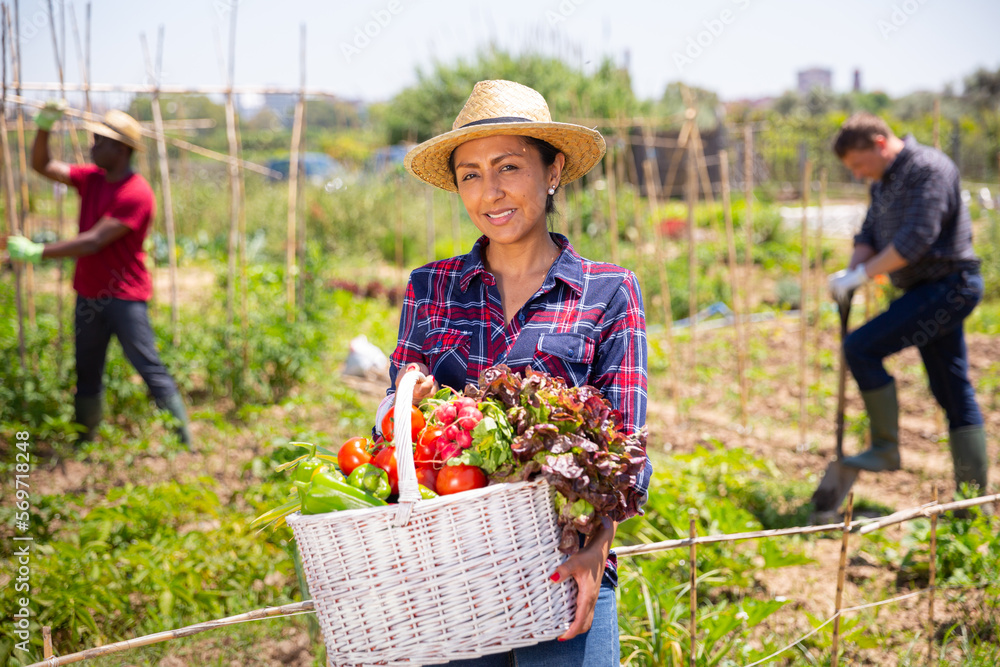 Fototapeta premium Successful latino farmer with basket of ripe vegetables at the plantation