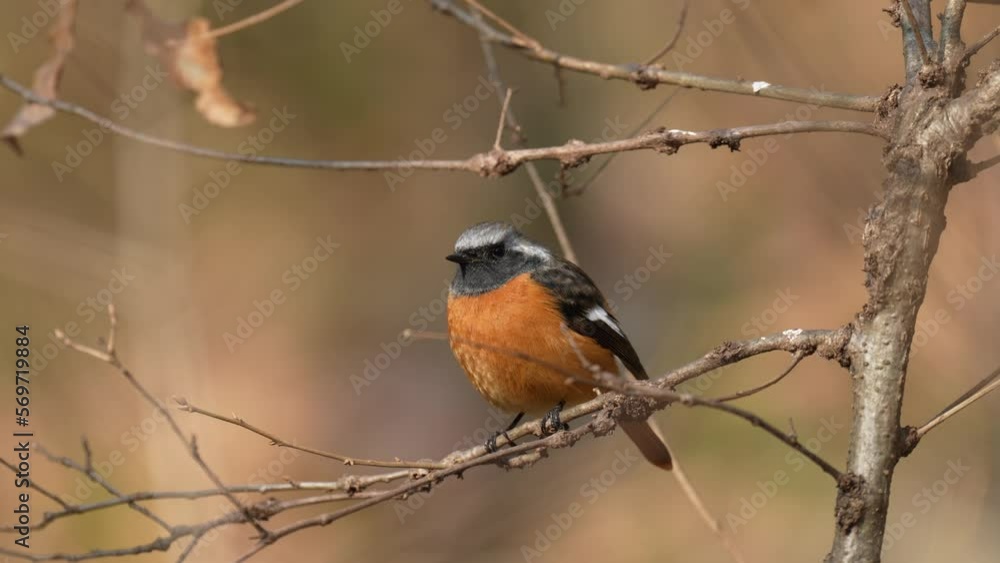 daurian redstart on a perch daurian redstart on a perch