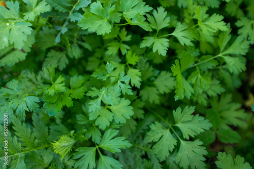 Green leaves of parsley plant, close-up. Background from fresh parsley for publication, design, poster, calendar, post, screensaver, wallpaper, postcard, cover, website. High quality photography