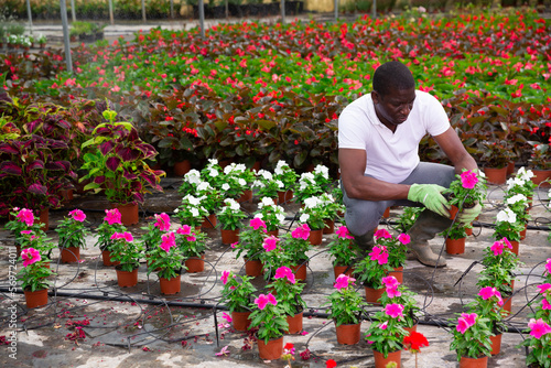 Experienced african american farmer working in greenhouse, checking blooming pink periwinkles in pots