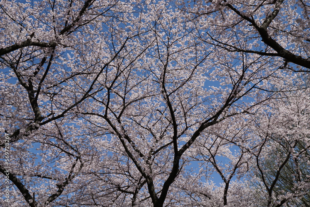Shape and line of Japanese cherry blossom branch with blue sky, famous blossom blooming festival