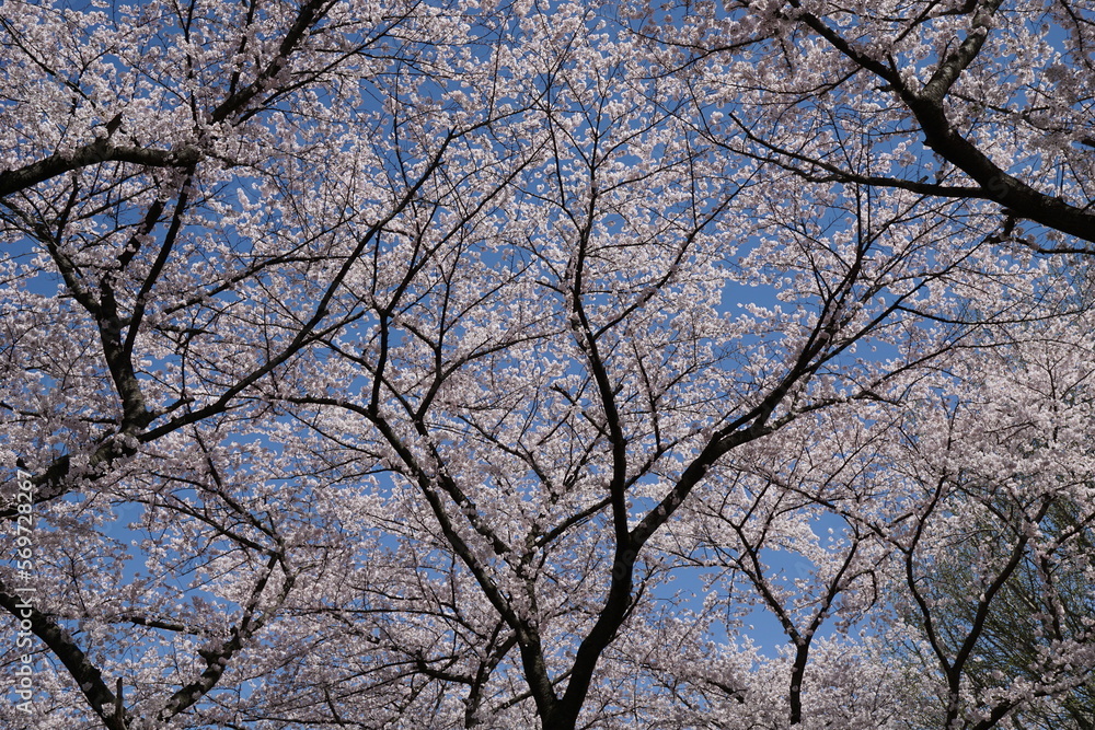 Shape and line of Japanese cherry blossom branch with blue sky, famous blossom blooming festival Shape and line of Japanese cherry blossom branch with blue sky, famous blossom blooming festival