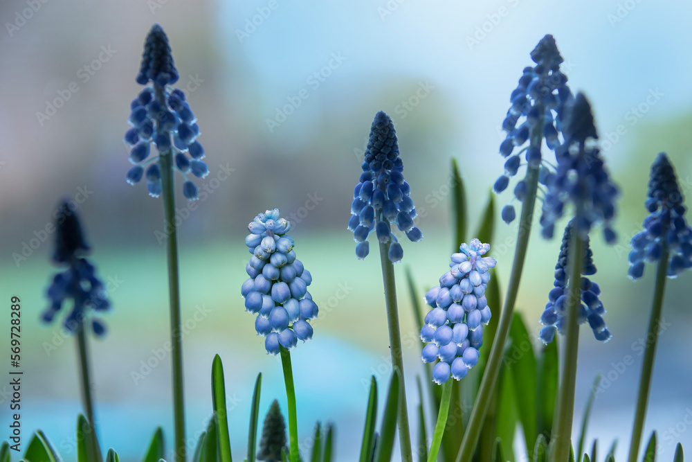 The muscari flower. muscari, muscari flowers and green leaves on the background.muscari The muscari flower. muscari, muscari flowers and green leaves on the background.muscari