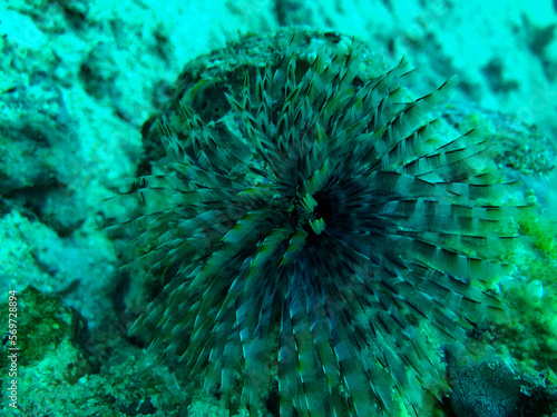 feather duster seaworm