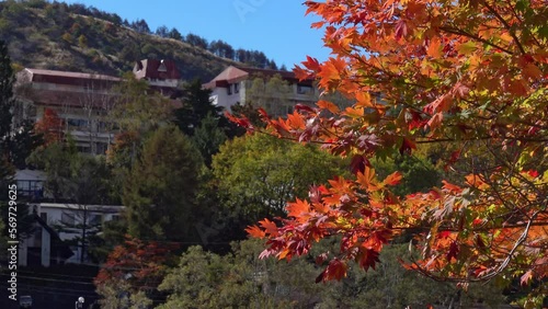 長野県 白樺湖の紅葉