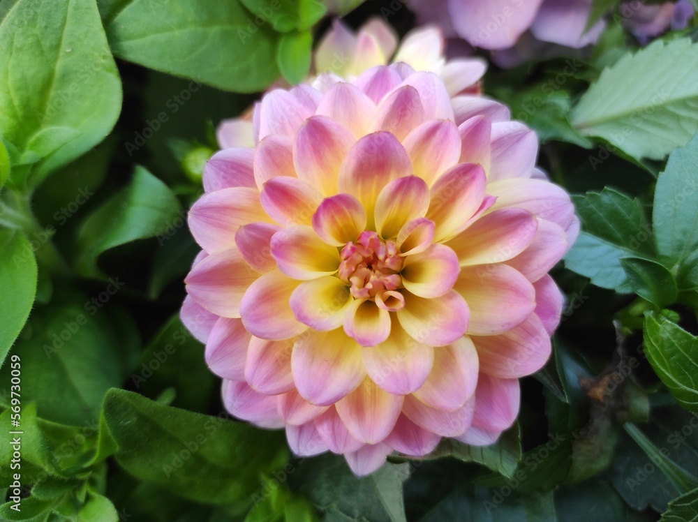 Dahlia pinnata is a species in the genus Dahlia, family Asteraceae Dahlia pinnata is a species in the genus Dahlia, family Asteraceae