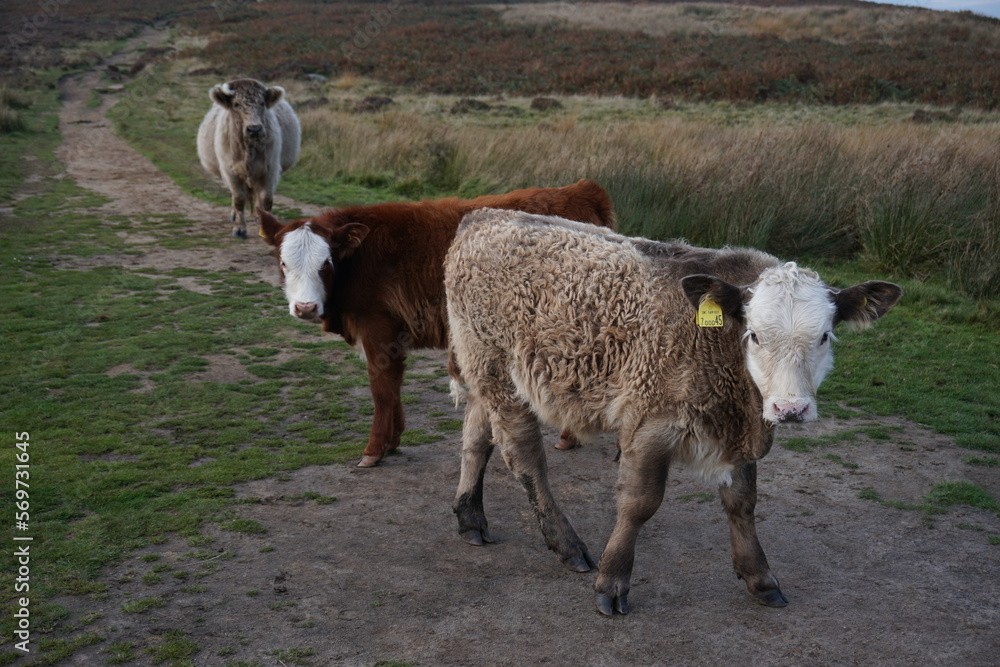 Obraz premium Cows in the Mountains