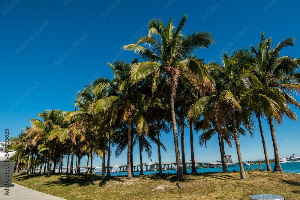 tropical palm tree with sun light on sky background. Beautiful sunset at a beach resort in tropics with palms. Miami Beach Ocean Drive. 