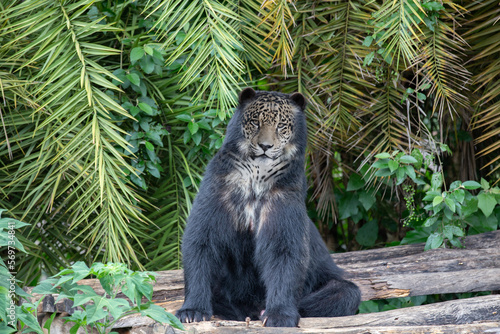 Photo montage, fusion of images of a spectacled bear and a jaguar photo