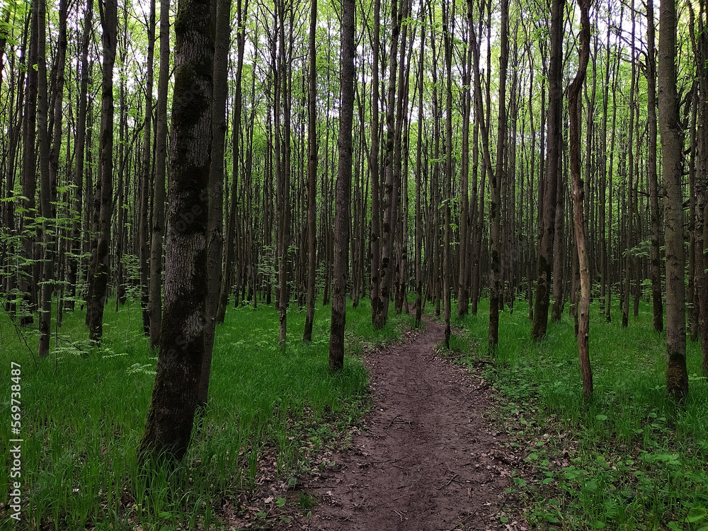 Obraz premium Green spring trees in the forest.