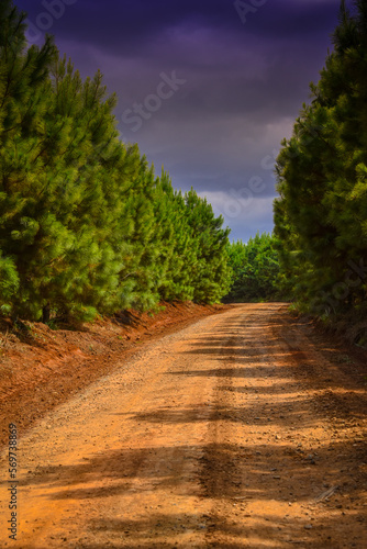 Forest Pine Tree Plantation 