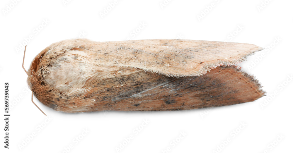 One beautiful brown moth isolated on white, top view One beautiful brown moth isolated on white, top view