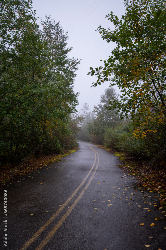 Fototapeta premium Overgrown old road with colorful fall foliage
