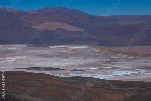 Lugana en el Salar de Antofalla  Catamarca  Argentina