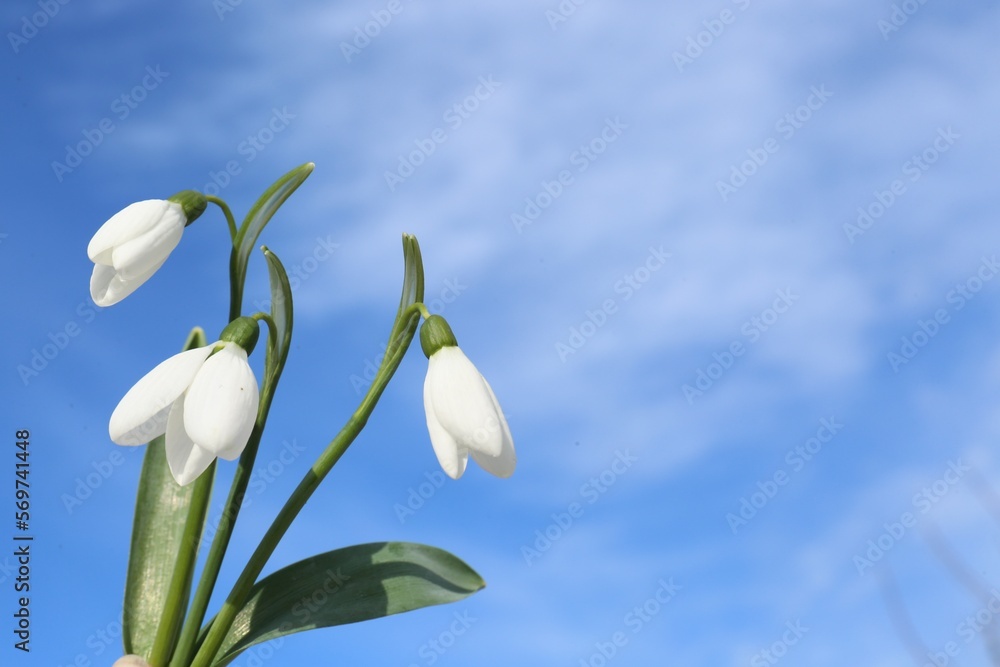 Beautiful blooming snowdrops against blue sky, space for text. Spring flowers Beautiful blooming snowdrops against blue sky, space for text. Spring flowers