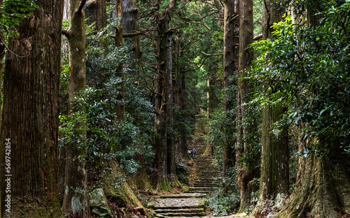 Kumano Kodo  hiking trail  amount the forest  stone covered in thick moss