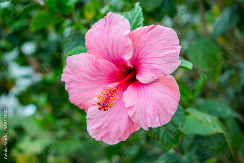 Flor de cayena rosada photo