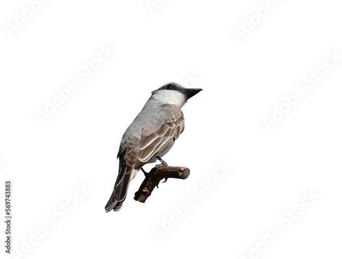 The Gray Kingbird also known as Pitirre small tropical bird sitting on tree branch 