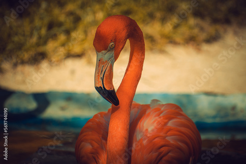 Pink Flamingo photo